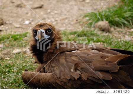 Vulture 8561420
