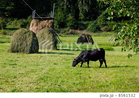 landscape landscape 8561532