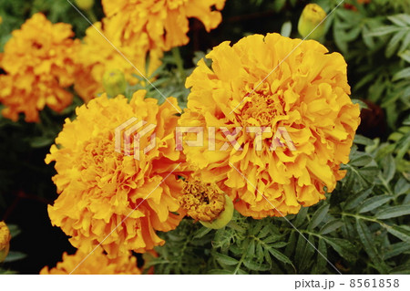 マリーゴールド　花 8561858