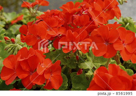 ゼラニウム　 8561995