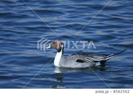 尾長鴨　雄　冬に渡来する大型の鴨 8562502