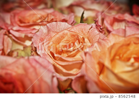 Bouquet of coral roses Bouquet of coral roses 8562548