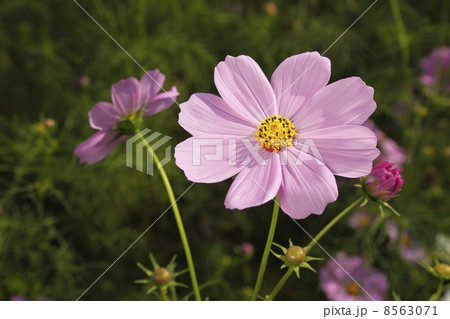 コスモス 8563071