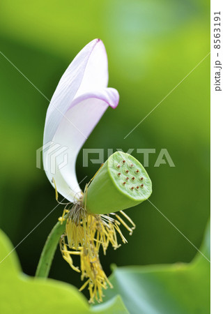 蓮の花托 8563191