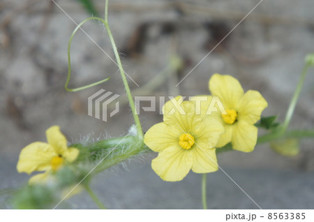 スイカの花 8563385