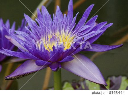 スイレン　０２ 8563444