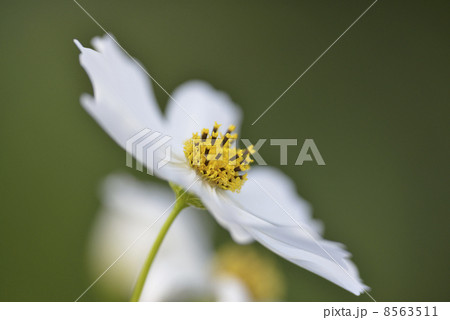 コスモス コスモス 8563511