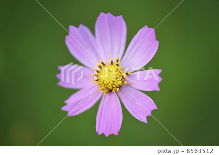 コスモス コスモス 8563512