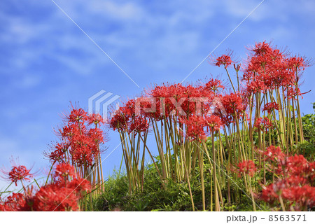 彼岸花 彼岸花 8563571