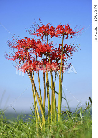 彼岸花 彼岸花 8563574