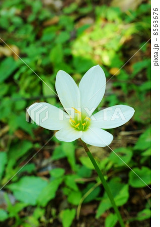 秋の野の花・有毒ながら可憐なタマスダレの花・縦位置アップ 8563676