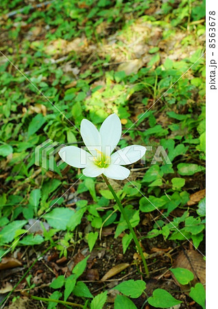 秋の野の花・有毒ながら可憐なタマスダレの花・縦位置 8563678