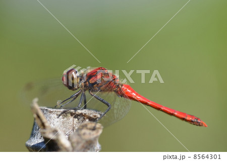 赤トンボの夏茜 赤トンボの夏茜 8564301