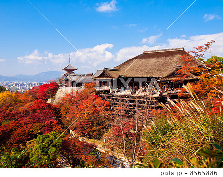 清水寺の紅葉 清水寺の紅葉 8565886