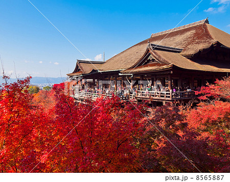 紅葉の清水寺 8565887