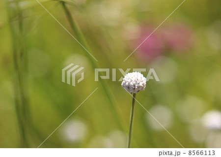 シラタマホシクサ シラタマホシクサ 8566113