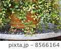 鉢の植木 8566164