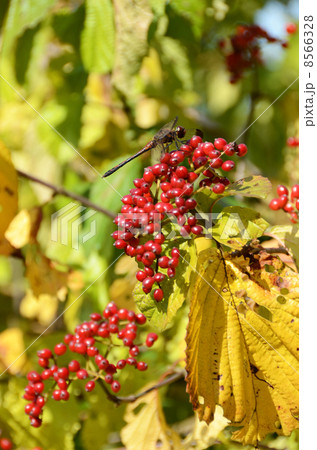 トンボと赤い実 トンボと赤い実 8566328