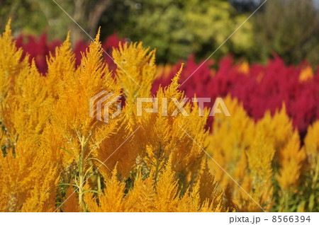 秋のケイトウ 8566394