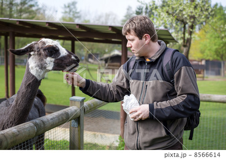 Young man feeding lama in zoo Young man feeding lama in zoo 8566614