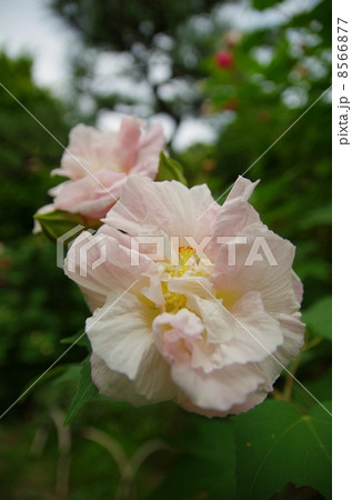 スイフヨウ 8566877