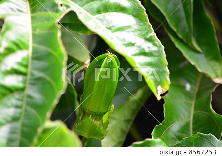 蕾♪ 蕾♪ 8567253