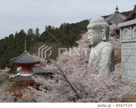 壷阪寺　仏像と桜 8567524