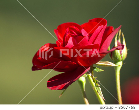 ラバグルート赤い花と蕾 ラバグルート赤い花と蕾 8567768