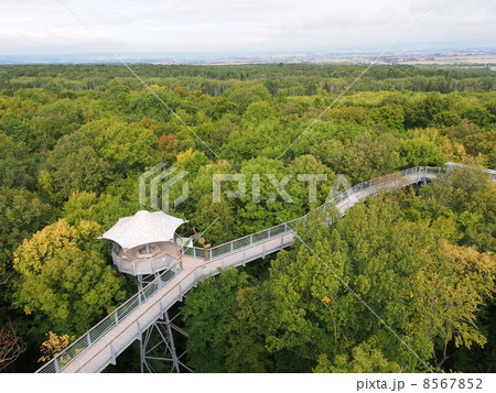 世界遺産 ドイツ ハイニッヒ国立公園 古代ブナ林群 世界遺産 ドイツ ハイニッヒ国立公園 古代ブナ林群 8567852