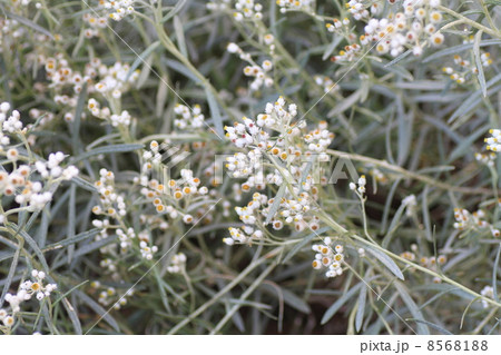 カワラハハコの花 カワラハハコの花 8568188