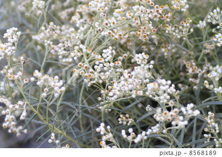 カワラハハコの花 カワラハハコの花 8568189