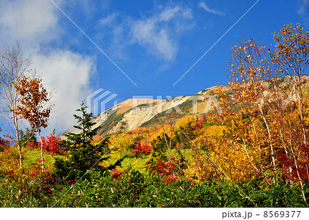 栂池自然園の紅葉 8569377
