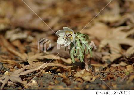 セツブンソウ 8570116