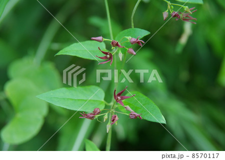 コカモメヅル 8570117