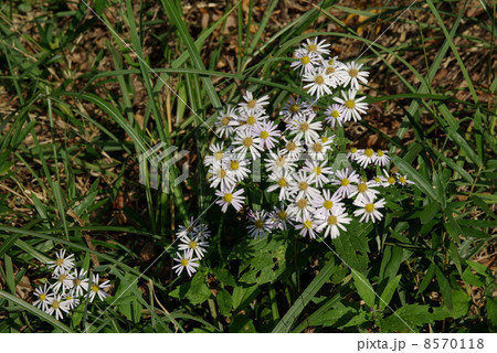 ノコンギク 8570118