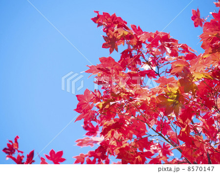 紅葉 8570147