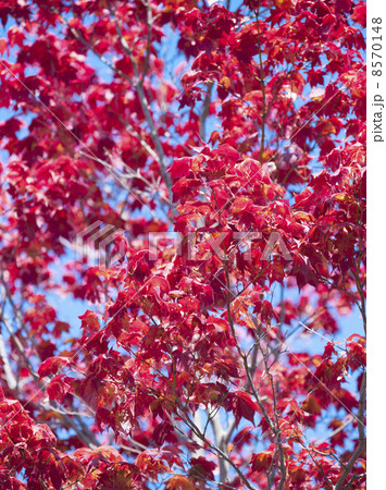 紅葉 8570148