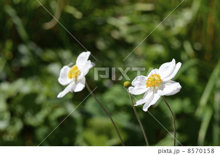 シュウメイギク（秋明菊） 8570158