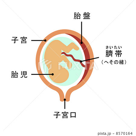 胎児のイラスト素材