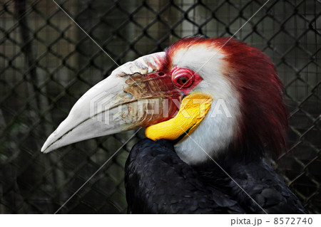 Wreathed Hornbill Wreathed Hornbill 8572740