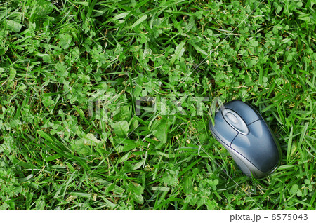 Field Mice 8575043