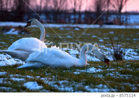 couple of white swans on pasture at sunset 8575114