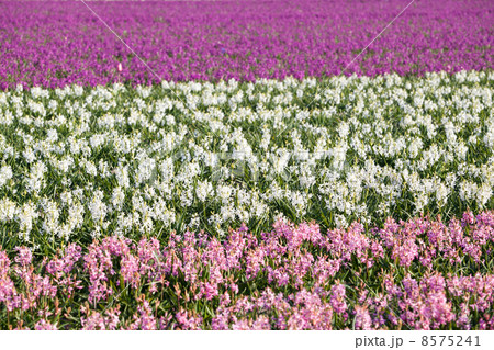 background of hyacinth flowers in spring 8575241