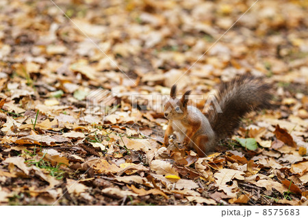 small squirell in the park 8575683