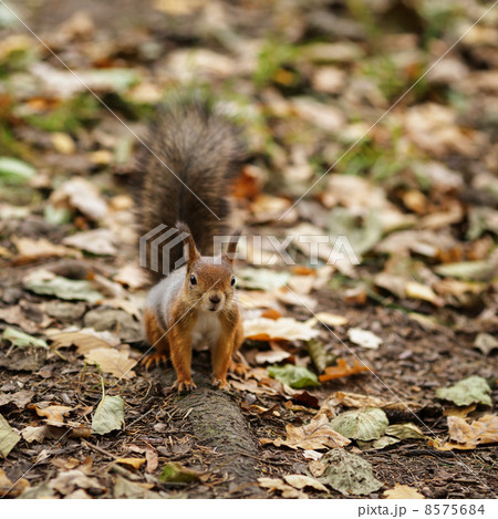 small squirell in the park 8575684