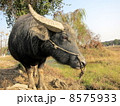 牛 8575933