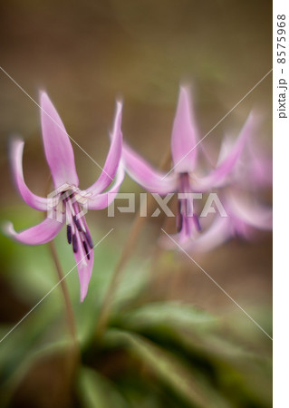 カタクリの花 8575968