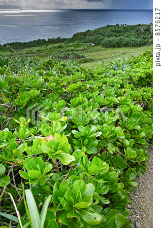 アオガンビ 8576217