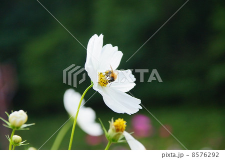 コスモスと虻 8576292