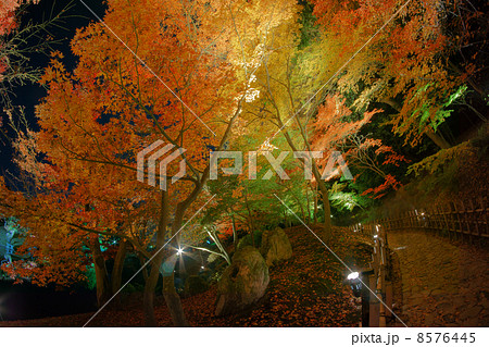 紅葉の庭園 8576445